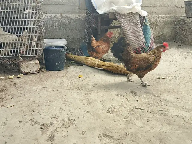 Мург, Канибадам