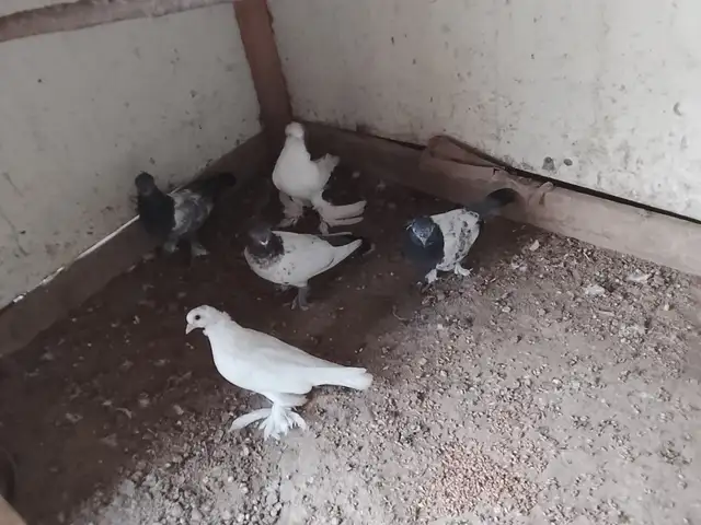 Кафтар, Худжанд