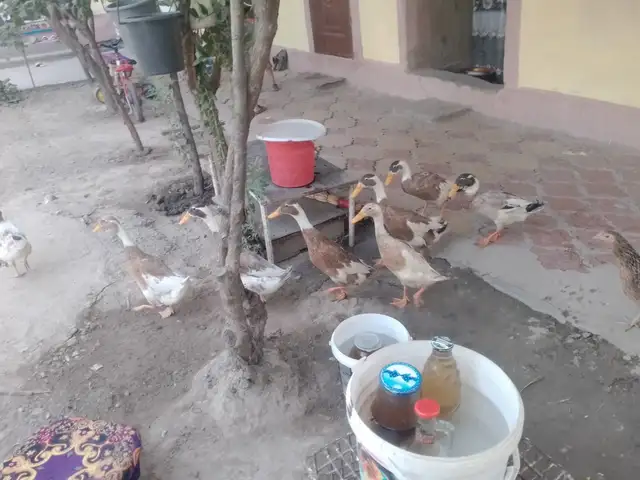 Индиски бегунот, Душанбе