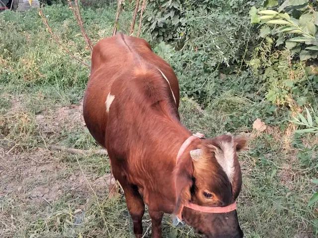 Гуночин, Душанбе