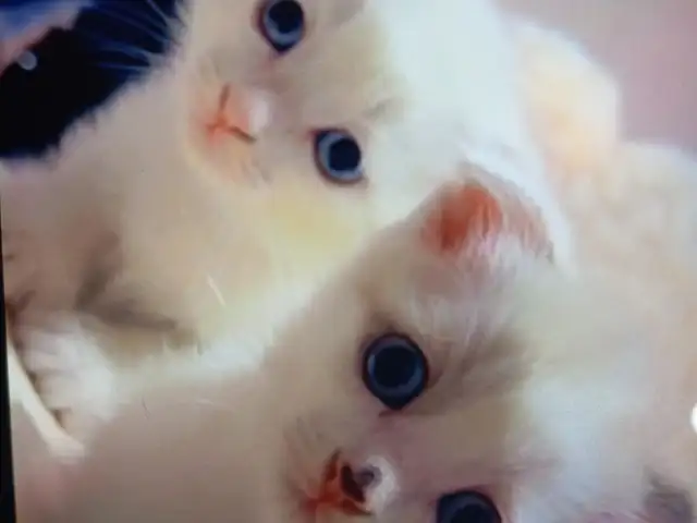 Шотландские вислоухие котята, Душанбе
