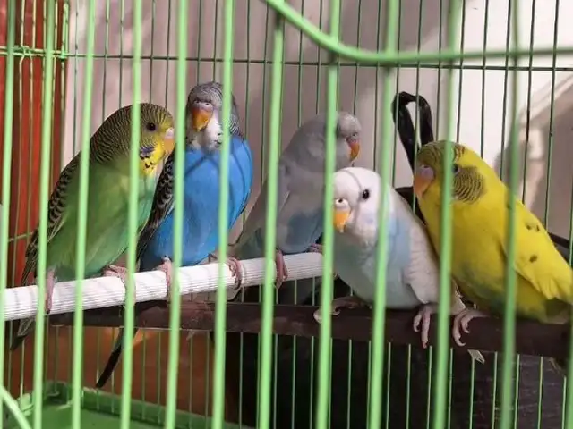 Попугай, Душанбе