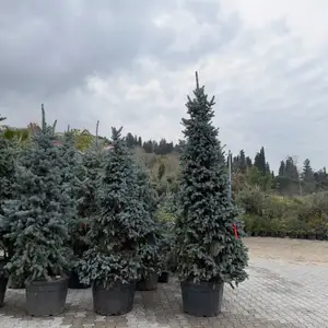 Голубой Ель, Душанбе
