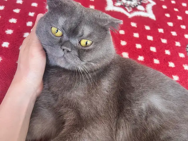 Шотландская вислоухая, голубого окраса на вязку, Душанбе