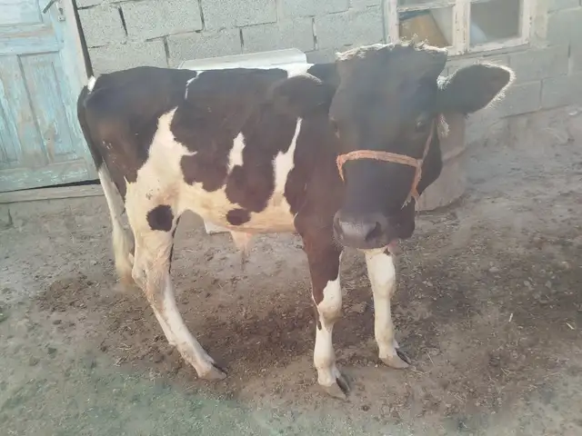 Буқа, Хуҷанд