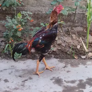 Чучаи дакан, Канибадам