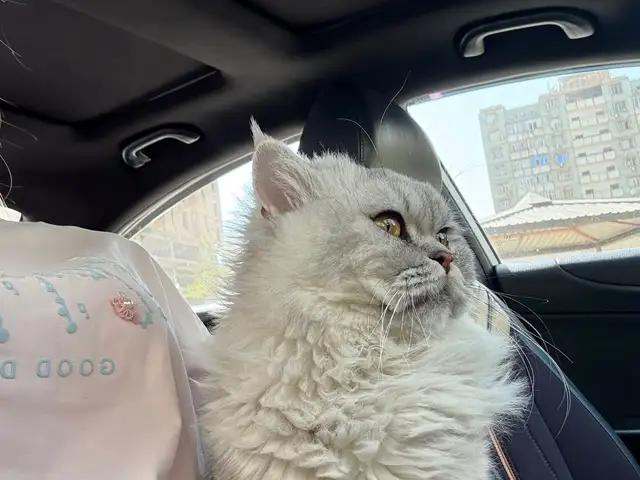 Кот на вязку, Душанбе