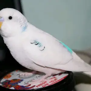 Попугай, Душанбе