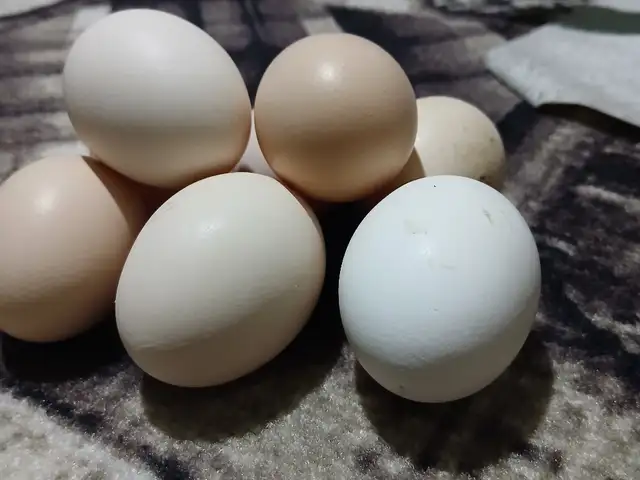 Тухми хонаги, Турсунзаде