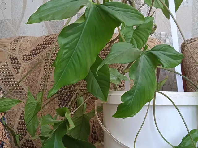 Гули хонаги, Душанбе