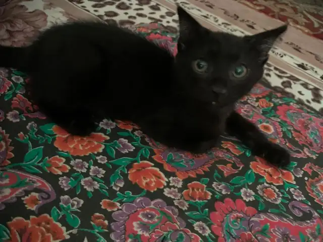 Кошки даром, Худжанд