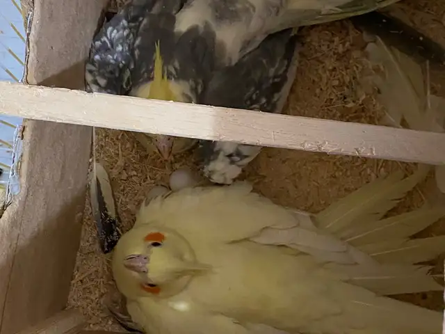 Попугай бо кафас, Душанбе