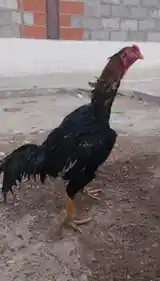 Дакан, Исфара