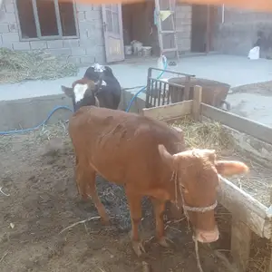Гуночинхо, Худжанд