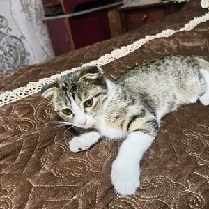 Гурбачаи шатланди, Душанбе