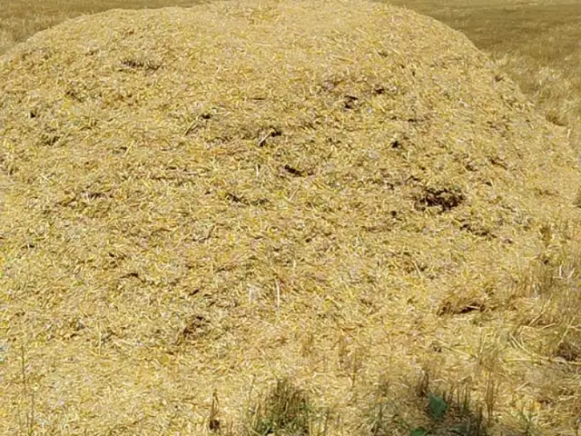 Каҳи гандум, Душанбе