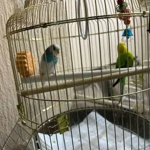 Попугай, Душанбе