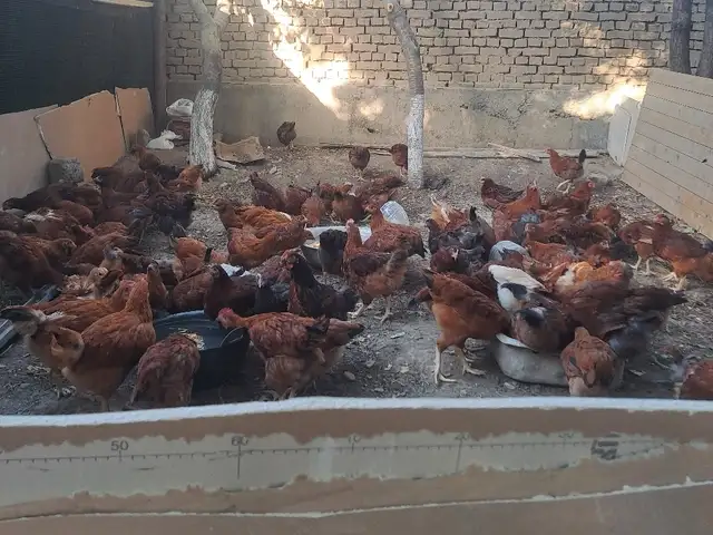 Хурузи ломан бран, Худжанд