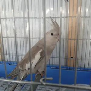 Попугай Корелла, Спитамен