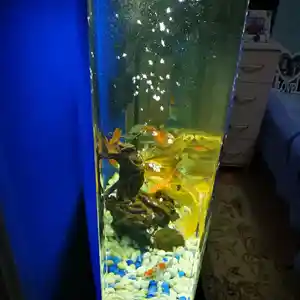 Акриловый Аквариум, Душанбе