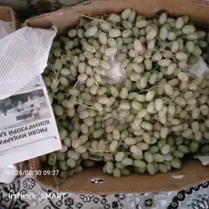 Ангури регар, Душанбе