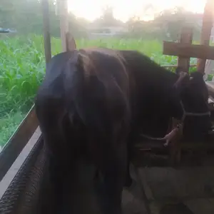 Гов бо гусола, Худжанд