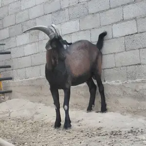 Такаи альпийски зоти, Душанбе