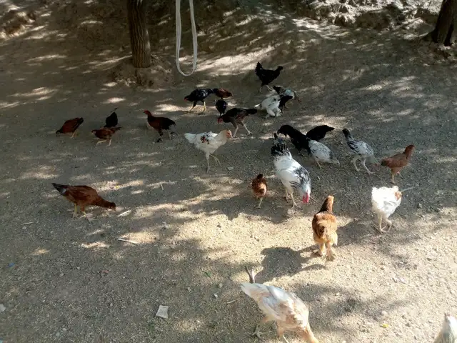 Мург, Душанбе
