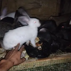 Харгуш, Душанбе