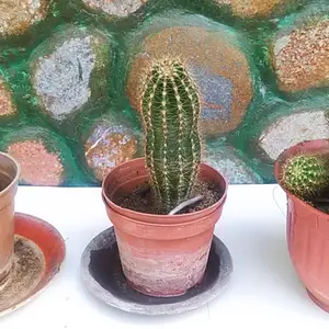 Кактусы, Душанбе