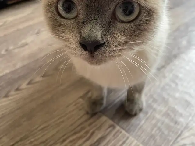 Сиамская кошка, Душанбе