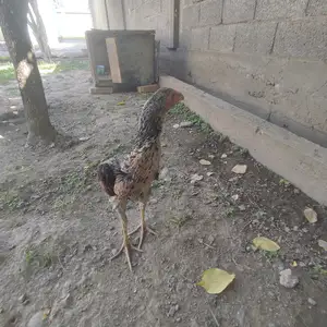 Дакан, Душанбе