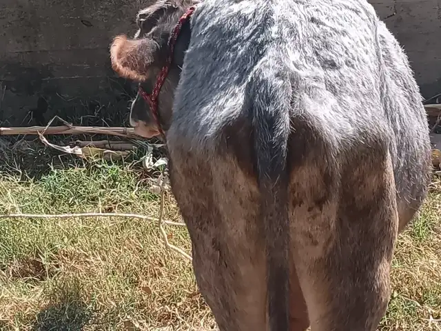 Буқа, Душанбе