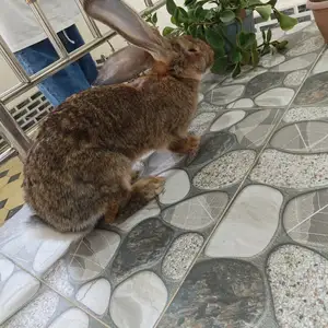 Харгуши фландер, Вахдат