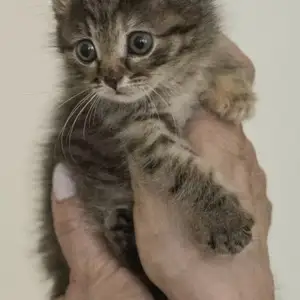 Котята, Душанбе