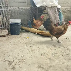 Мург, Канибадам