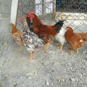 Мурғчӯҷаҳо, Худжанд