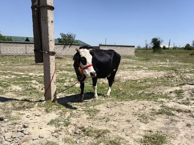 Гов, Деваштич (Ғончӣ)