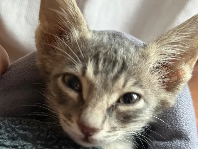 Котенок даром, Худжанд - 2