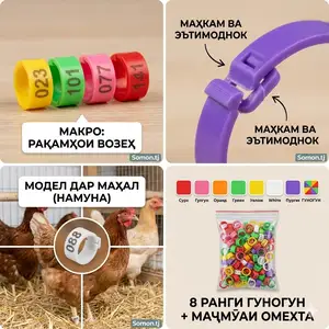Браслетҳои рақамдор, Душанбе