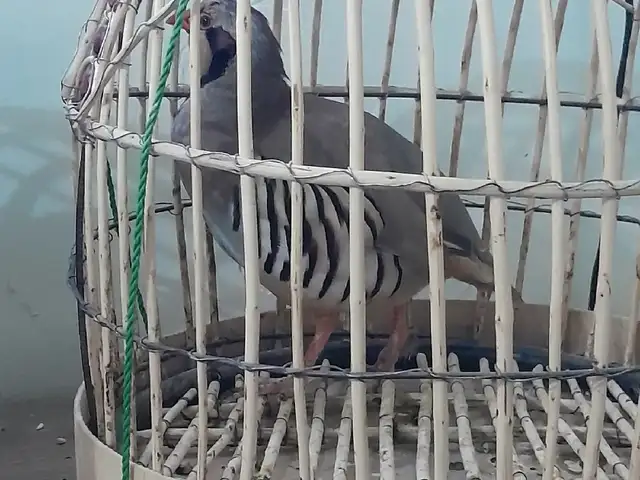 Кабк, Душанбе