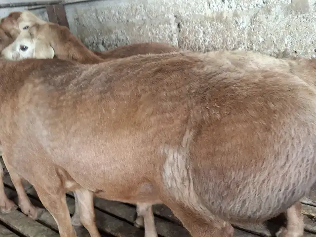 Кушкор, Хуҷанд