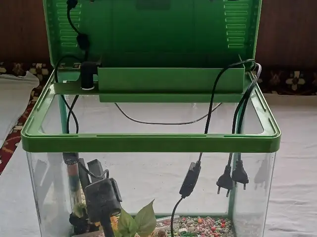 Аквариум, Худжанд