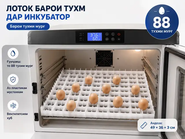 Ячейкаи 88 тагаи тухми мурғ, Душанбе