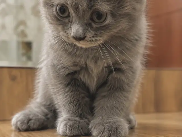 Шотландские вислоухие котята, Душанбе - 3