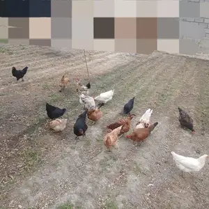 Куры, Худжанд