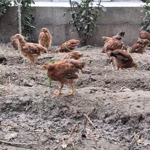Чучаи Ломан Браун, Худжанд