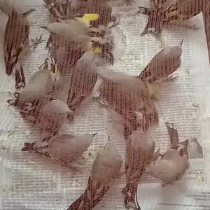 Чучахой гигант, Душанбе