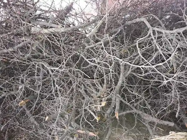 Дрова, Канибадам