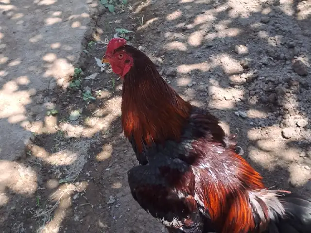 Хурус, Бобоҷон Ғафуров
